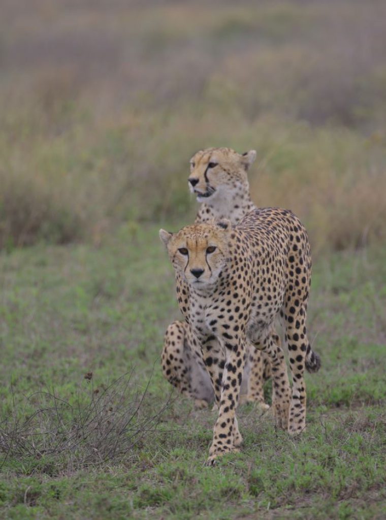 group of cheetah